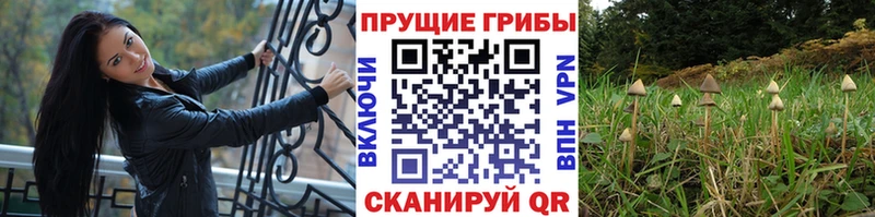 Псилоцибиновые грибы Cubensis МЕГА рабочий сайт Челябинск